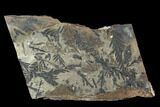 Plate Of Metasequoia Fossils - Cache Creek, BC #99283-1